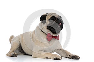 Sleepy pug panting while wearing a red bowtie