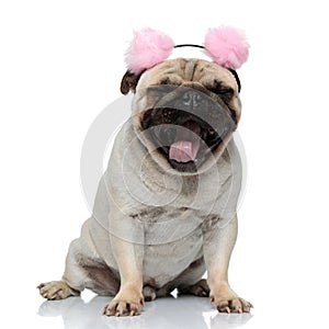 Sleepy Pug puppy wearing earmuffs and yawning while sitting