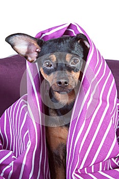 Sleepy puppy in bed wrapped in blanket.