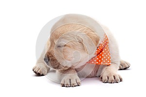 Sleepy puppy dog barely holding its head - lying on white