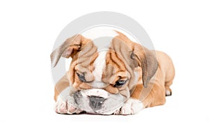 Sleepy puppy of English bulldog