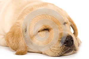 Sleepy Puppy Labrador retriever