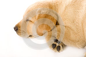 Sleepy Puppy Labrador retriever cream