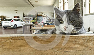 Sleepy and Puzzled Cat Expression in Garage