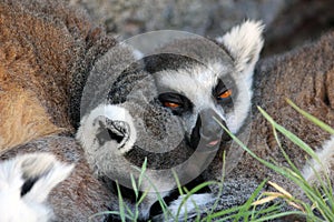 Sleepy ring-tailed lemurs photo