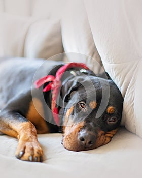 Sleepy Rottweiler Dog on Couch