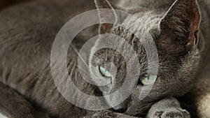 Sleepy Russian Blue Cat, Close Up, Hand Held Camera.