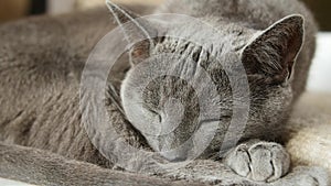 Sleepy Russian Blue Cat, Close Up, Hand Held Camera.