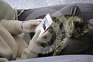 Sleepy satisfied tabby cat on lap. Woman looks at her phone