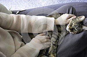 Sleepy satisfied tabby cat on woman`s lap