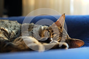 Sleepy Savannah cat