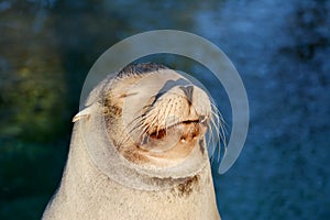 Sleepy sea lion