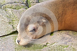 Sleepy Sea Lion