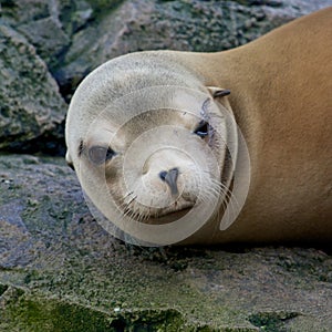 Sleepy Sea Lion