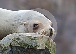 Sleepy Sea Lion