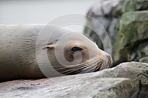 Sleepy Sea Lion