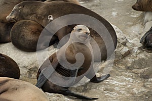 Sleepy Sea lion takes a funny pose near La Jolla Cove