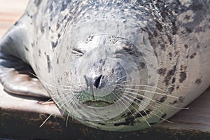 Sleepy Seal