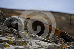 Sleepy seal in New Zealand