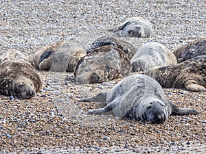 Sleepy Seals at Blakeney