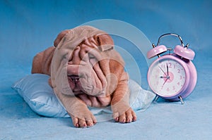 Sleepy Shar-Pei with Alarm Clock photo