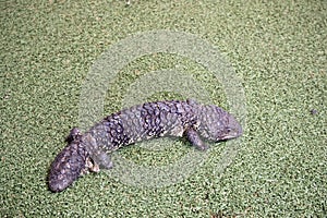 The sleepy or shingle back lizard is  black and yellow photo