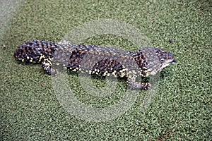 This is a side view of a sleepy lizard