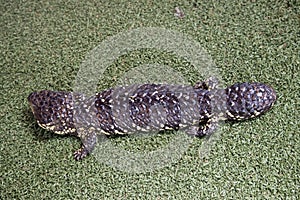 This is a side view of a sleepy lizard