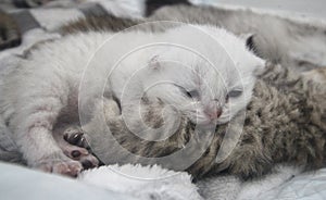 Sleepy Silver shaded BSH kitten