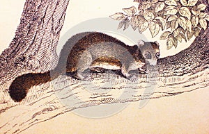 Assonnato scoiattolo antico un libro da gli animali secondo  1880 
