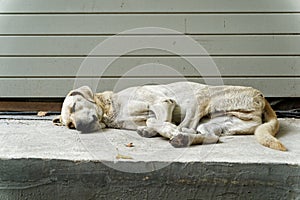 Sleepy Street Dog