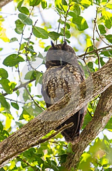 A sleepy Stygian Owl photo