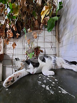 Sleepy tabby cat black and white