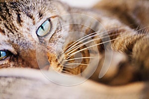 Sleepy tabby cat laying down in her bed