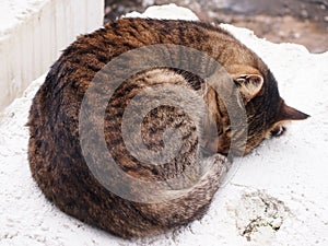 A sleepy Tabby - Cat