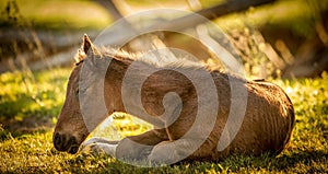 Sleepy thoroughbred foal