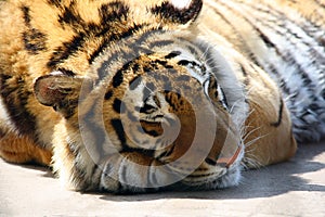 Sleepy tiger