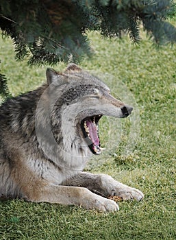 Sleepy Timber Wolf