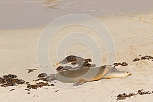 Sleepy time for Australian Sea Lion resting on warm sand at Seal