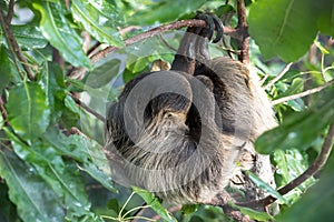 Sleepy two-toed sloth in green tree canopy.