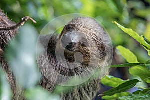 Sleepy two-toed sloth in green tree canopy.