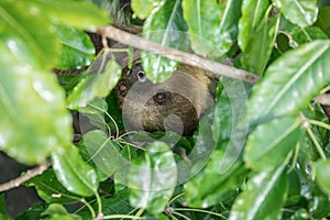 Sleepy two-toed sloth in green tree canopy.