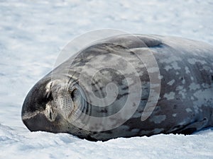 Sleepy Weddell seal on ice