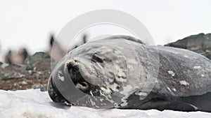 Sleepy Weddell seal on the shore