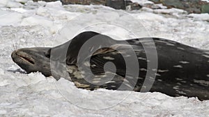 Sleepy Weddell seal on the shore