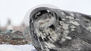 Sleepy Weddell seal on the shore