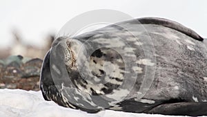 Sleepy Weddell seal on the shore