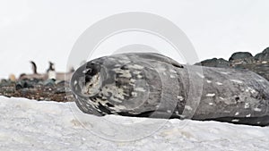 Sleepy Weddell seal on the shore