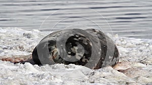 Sleepy Weddell seal on the shore