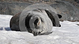 Sleepy Weddell seal on the shore